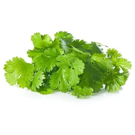 Coriander