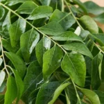 Curry Leaves / கருவேப்பிலை - 1 Pack